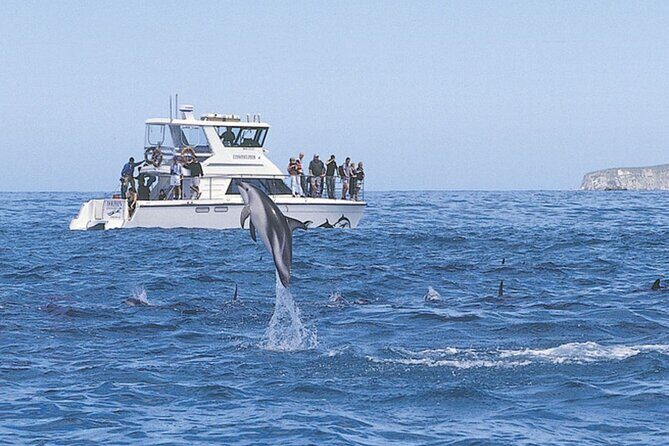 Kaikoura Whale and Dolphin Overnight Tour from Christchurch - Whale-watching cruise: calm water, real-world uncertainty