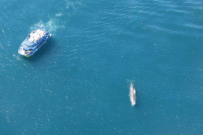 Kaikoura Whale Watch Day Tour from Christchurch - Why the Kaikoura wildlife timing works (even if the sea gets messy)