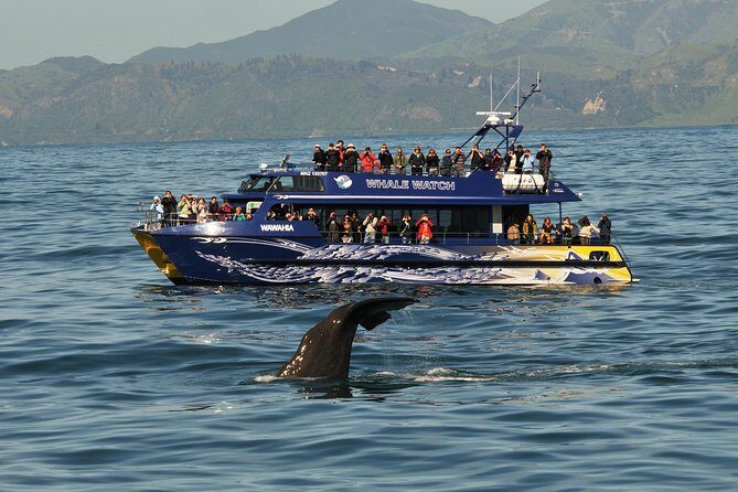 Kaikoura Whale Watch Day Tour from Christchurch - Wine tasting is a maybe, not a guarantee