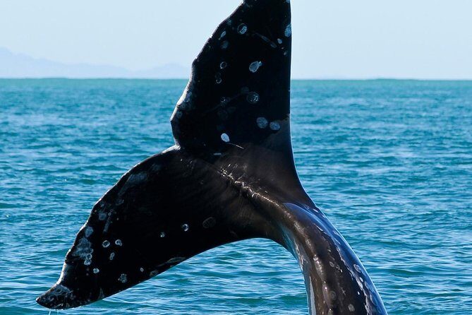 Kaikoura Whale Watch Day Tour from Christchurch - Price and value: where your $229.61 really goes