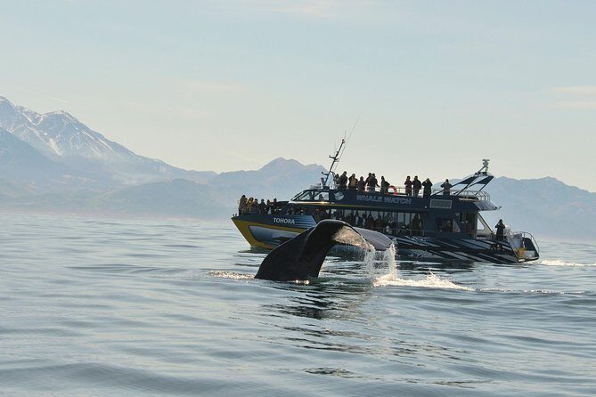 Kaikoura Whale Watch Day Tour from Christchurch including Coastal Pacific Train - Key highlights at a glance