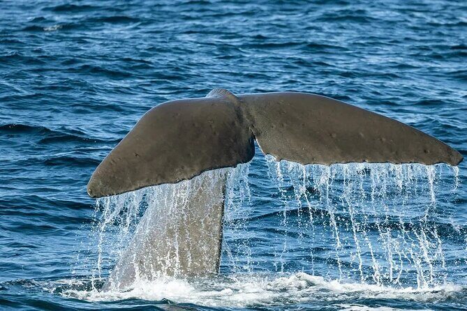 Kaikoura Whale Watch Day Tour from Christchurch including Coastal Pacific Train - A Train Ride That Changes the Feel of the Day
