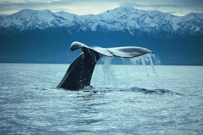 Kaikoura Whale Watch Day Tour from Christchurch - The boat cruise: how Kaikoura whale watching is managed