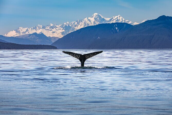 Kaikoura Whale Watch Tour from Christchurch - Small Group - Key highlights you’ll care about