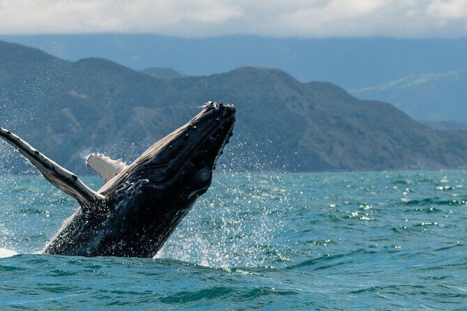 Kaikoura Whale Watch Tour from Christchurch - Small Group - Kaikōura town time: short, sweet, and built around seafood