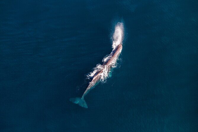 Kaikōura Whale Watching - 1hr 20min Ultimate Adventure - Who Should Book This Tour (and Who Might Think Twice)