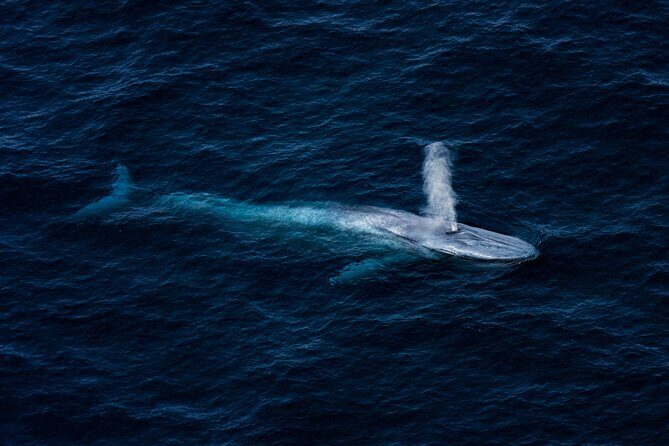 Kaikōura Whale Watching - 1hr 20min Ultimate Adventure - What You’ll Actually Do in the Air (and How Long It Takes)