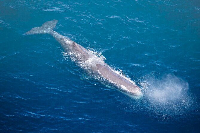 Kaikoura Whale Watching - 45 Minute Ocean Safari - First impressions: Kaikoura’s whale country, from rotor height