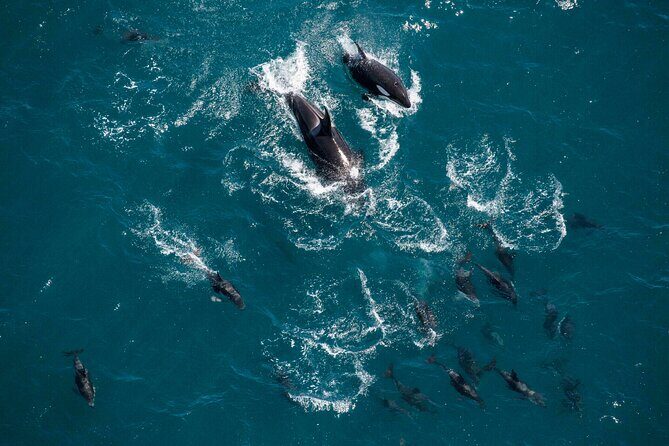Kaikoura Whale Watching - 45 Minute Ocean Safari - Practicalities that matter on day of flight