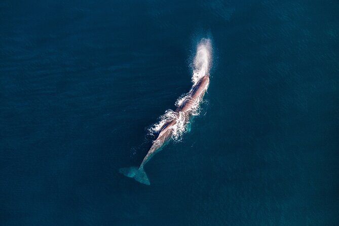 Kaikoura Whale Watching - 45 Minute Ocean Safari - Who should book this helicopter whale safari