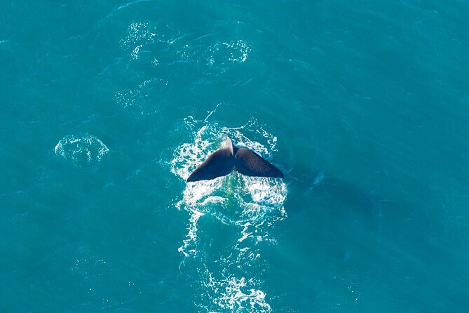 Kaikōura Whale Watching and Scenic Landing - 1hr Premier Tour - Pickup, Meeting Point, and Small-Group Reality