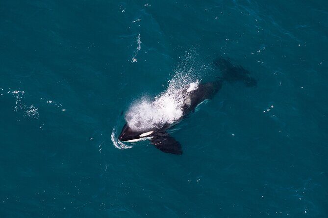 Kaikōura Whale Watching and Scenic Landing - 1hr Premier Tour - Marine Life Spotting: Whales, Dolphins, and Fur Seals