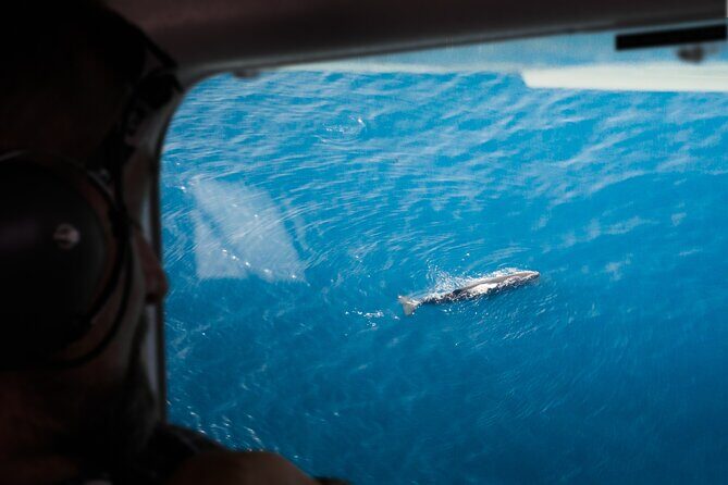 Kaikoura: Whale Watching Flight - Key things I’d watch for