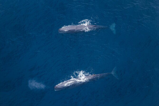 Kaikoura: Whale Watching Flight - Why Kaikoura’s Whale Flight Feels Different Than a Boat Tour