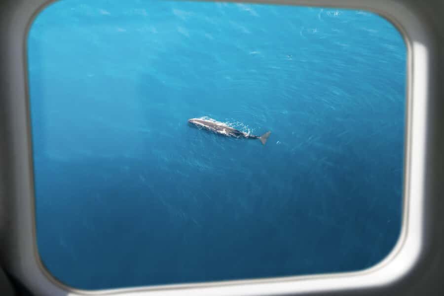 Kaikoura: Whale Watching Flight with Commentary - The flight itself: 30 minutes of whale hunting over Kaikōura