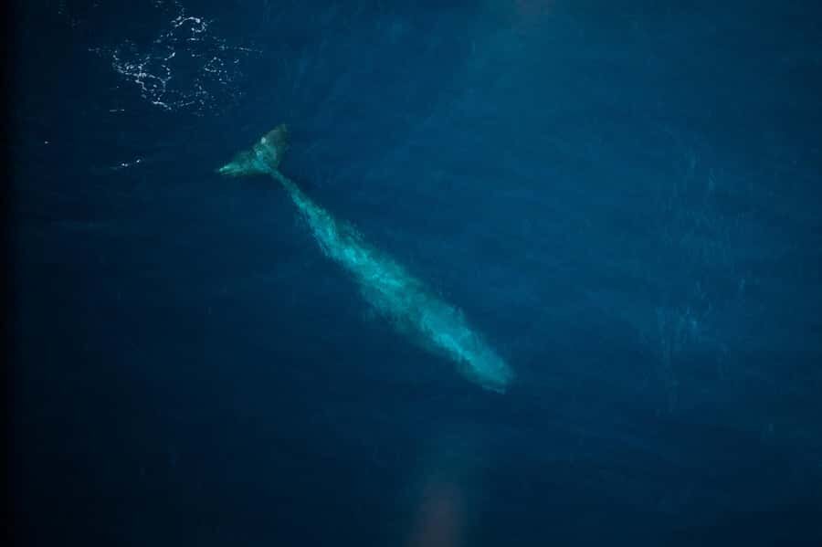 Kaikoura: Whale Watching Flight with Commentary - The 10-minute photo stop back at Air Kaikoura Aero Club