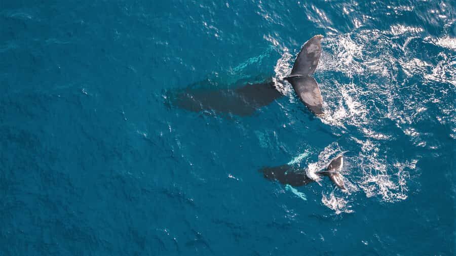Kaikoura: Whale Watching Flight with Commentary - What you’re really paying for: $131 buys time in the air and seat access