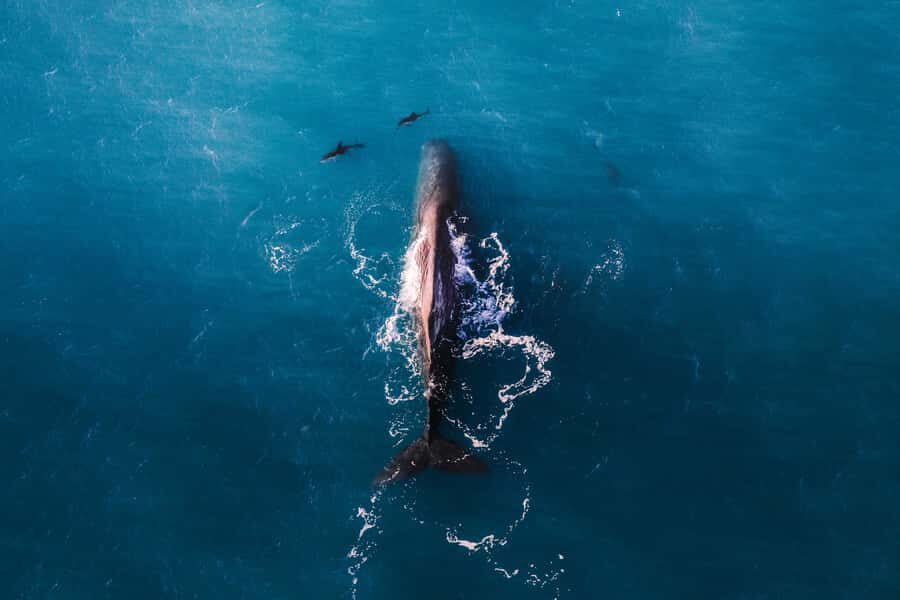 Kaikoura: Whale Watching Flight with Guided Commentary - Why a 30-Minute Whale Flight Works in Kaikōura