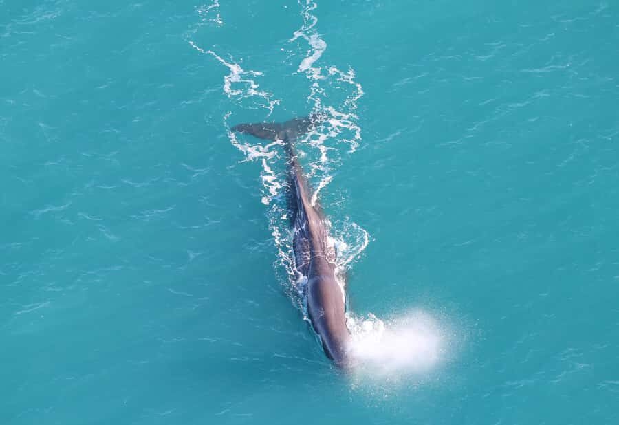 Kaikoura: Whale Watching Flight with Guided Commentary - The Pre-Flight Safety and Marine Life Talk