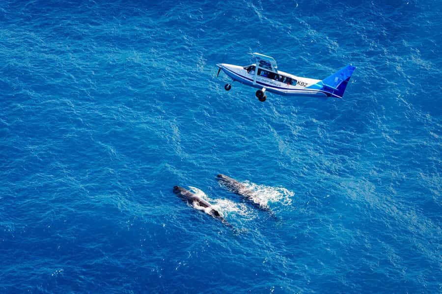 Kaikoura: Whale Watching Flight with Guided Commentary - Check In at Kaikōura Airport Log-Cabin Terminal