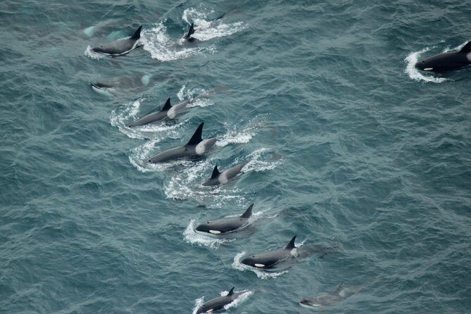 Kaikoura: Whale Watching Flight - Where You’ll Meet: Air Kaikoura Aero Club in Peketa