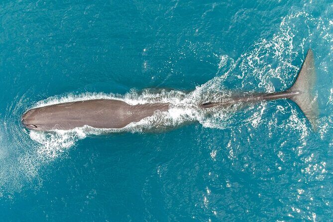 Kaikōura Whale Watching Scenic Flight (40 Minutes) - What actually happens before you lift off