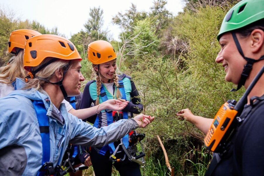 Kaikōura: Zipline and Native Forest Adventure Trip - Price and value: why $118 feels fair for this Kaikōura package
