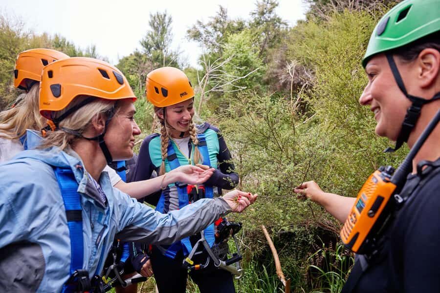 Kaikōura: Zipline and Native Forest Adventure Trip - Native forest trail: the short bush walk before the ziplines