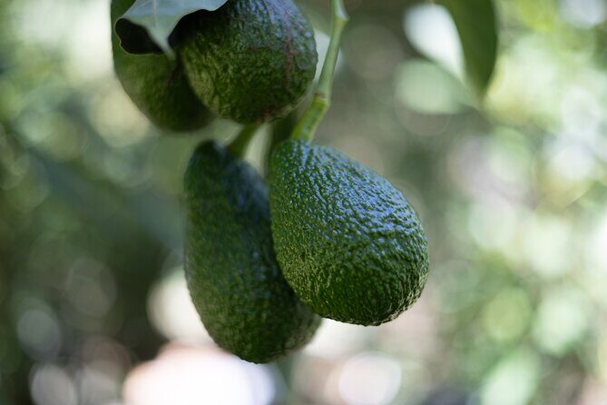 Katikati Avocado Adventure - Key takeaways before you go