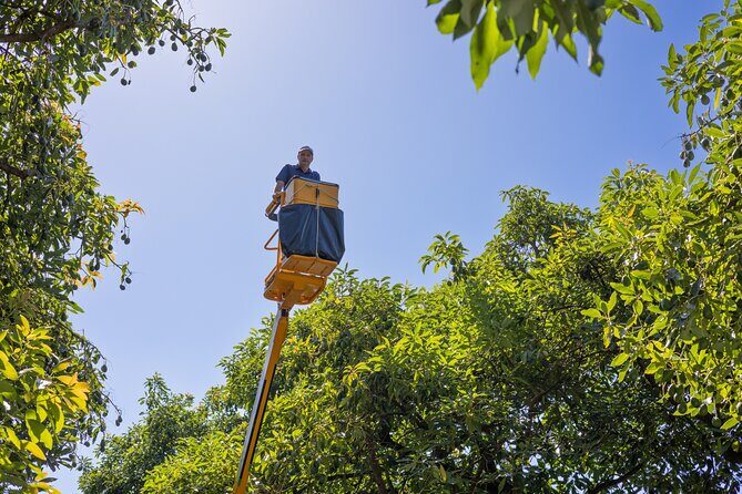 Katikati Avocado Adventure - Watching harvesting in action: the machine demo is practical