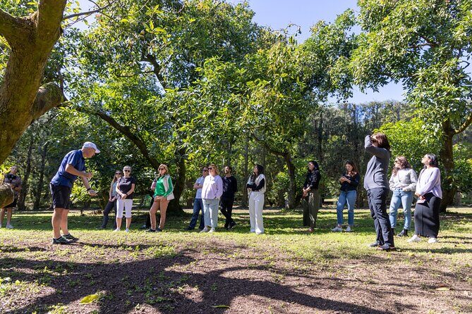 Katikati Gourmet Avocado Tasting - Walking the orchard with Tim: seasonal avocado basics that actually make sense