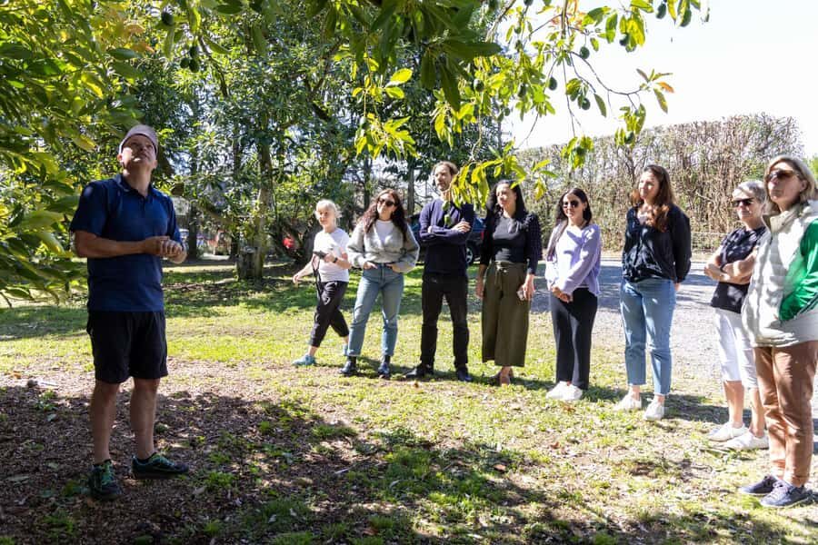 Katikati: Guided Avocado Adventures with Tasty Treats - What to bring, what to wear, and the rules that affect comfort