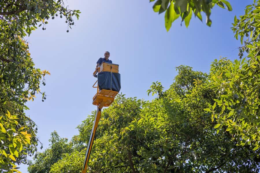 Katikati: Guided Avocado Adventures with Tasty Treats - Who this avocado adventure suits best