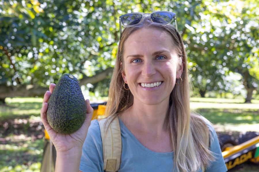 Katikati: Guided Gourmet Avocado Tour - Picking season, harvesting reality, and the machine demo