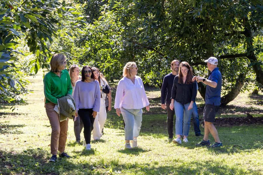 Katikati: Guided Gourmet Avocado Tour - From orchard fruit to gourmet avocado dishes