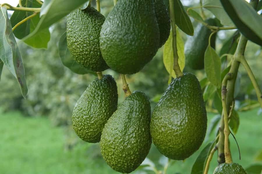 Katikati: Guided Gourmet Avocado Tour - Who should book this Katikati avocado tour
