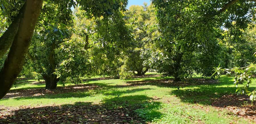 Katikati: Guided Gourmet Avocado Tour - Should you book Katikati’s guided gourmet avocado tour?