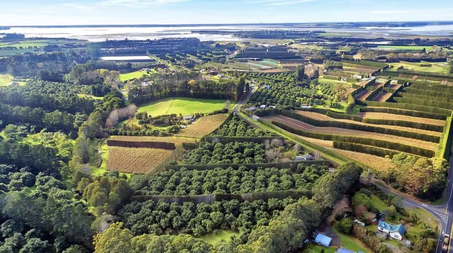 Katikati: Guided Gourmet Avocado Tour - Meet the grower guide and learn how the orchard stays productive