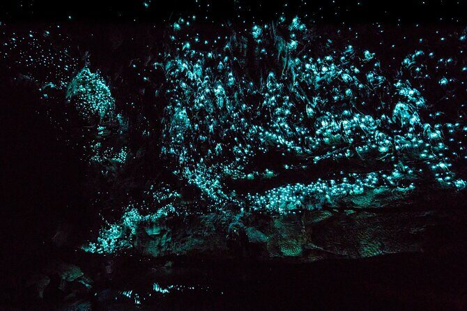 Kawiti Family Glowworm Caves Guided Tour in Bay of Islands - Getting to Waiomio: pickup at Waitangi Wharf and a real timing window