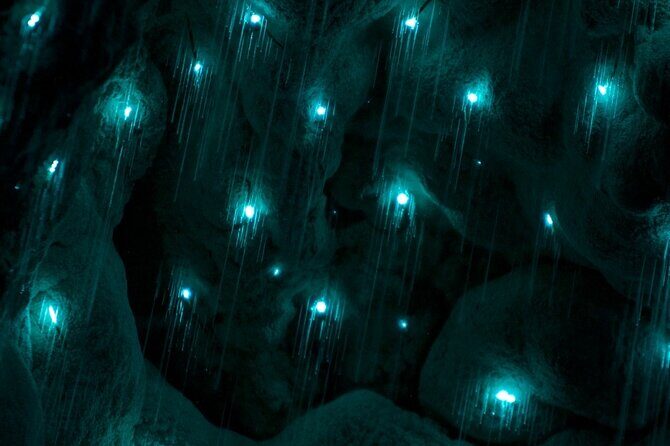 Kawiti Glow Worm Cave Tour & Opua Forest Walk - Key things to know before you go