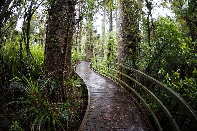 Kawiti Glow Worm Cave Tour & Opua Forest Walk - Kawiti Glowworm Caves: the main event, and why it feels magical