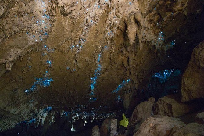 Kawiti Glow Worm Cave Tour & Opua Forest Walk - Opua Forest boardwalks: kauri age, native plants, and a break from crowds