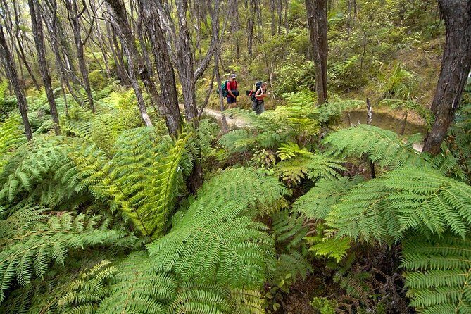 Kayak & Pitt Head Nature Loop - Guided Kayak & Unguided Walk - New Zealand - Key things that make this Abel Tasman day loop worth it