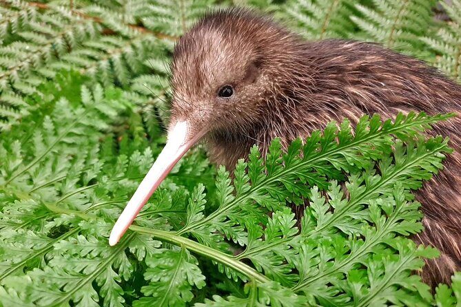 Kiwi Night Encounter at Nga Manu Nature Reserve - Key points worth knowing before you go
