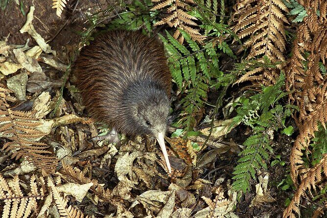Kiwi Night Encounter at Nga Manu Nature Reserve - Nga Manu Nature Reserve after dark: how this night works