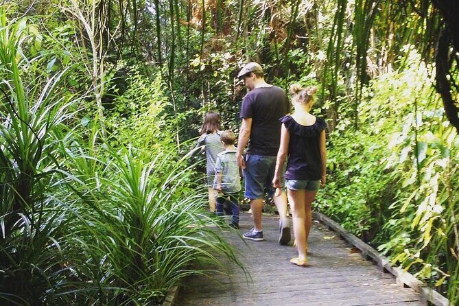 Kiwi Night Encounter at Nga Manu Nature Reserve - Your hour-and-a-half: what to do once you’re in the dark