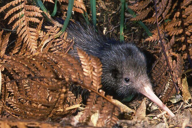 Kiwi Night Encounter at Nga Manu Nature Reserve - No photography: why that rule actually helps you