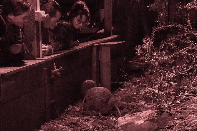 Kiwi Night Encounter at Nga Manu Nature Reserve - Price and value: is $49.65 worth 1.5 hours?