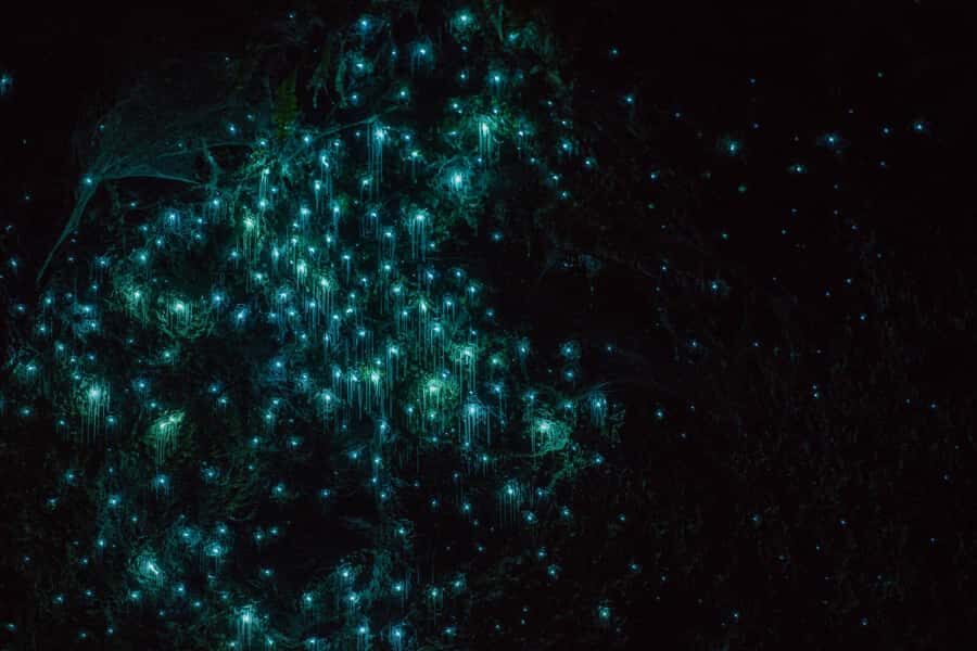 Lake Karapiro: Evening Kayak Glowworm Tour - Key Highlights You’ll Care About