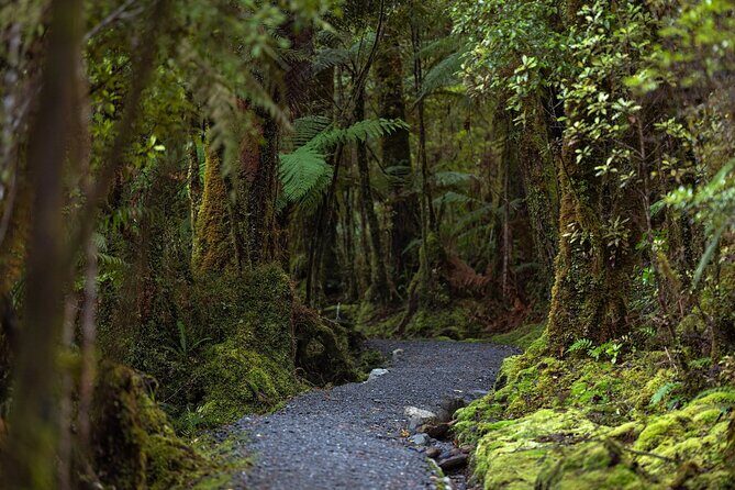 Lake Matheson Nature Tour - Your guide’s ecology lessons: it’s not just scenery, it’s a living system